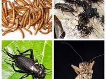 Кормовые насекомые сверчки,тараканы