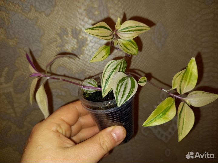 Традесканция 2 вида
