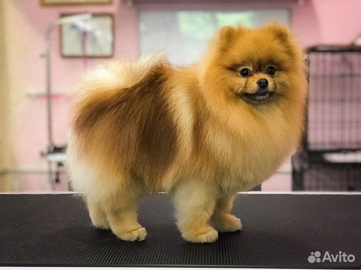 Стрижка кошек и собак