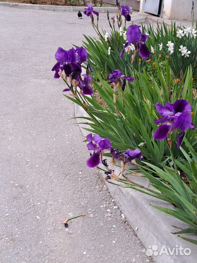 Ирисы бородатые белые, коричневые