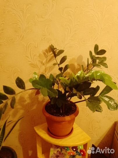Продам цветы комнатные