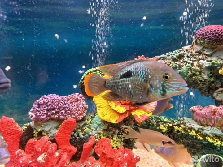 Малек цихлид