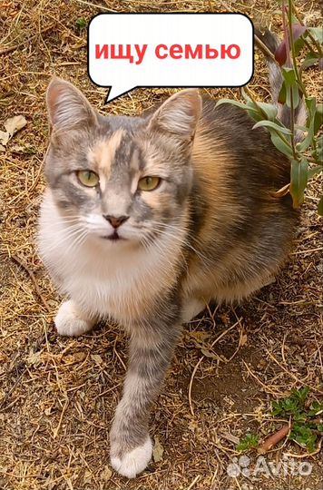 Кошка Белочка