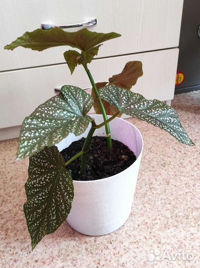 Домашние растения отростки, срезы, в горшках