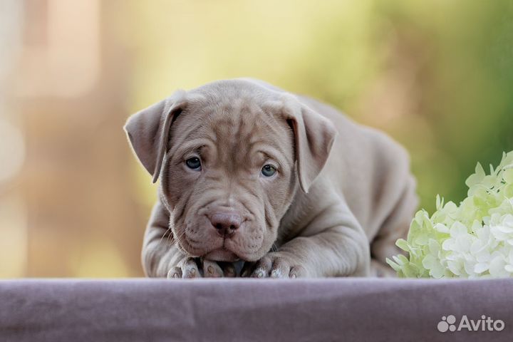 Щенки американского питбультерьер