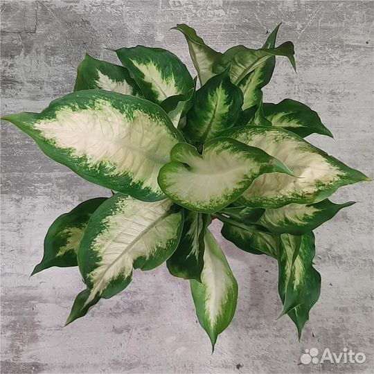 Диффенбахия Камилла