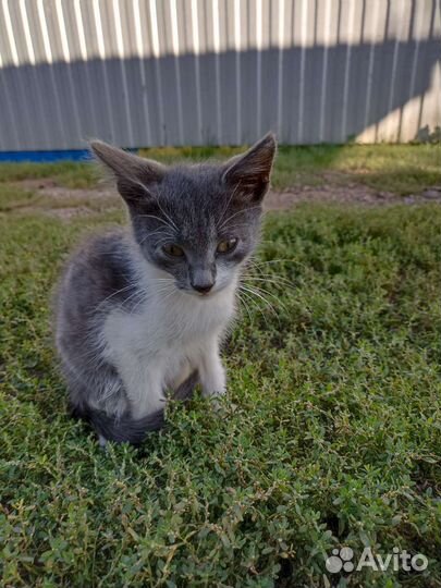 Кошка в дар