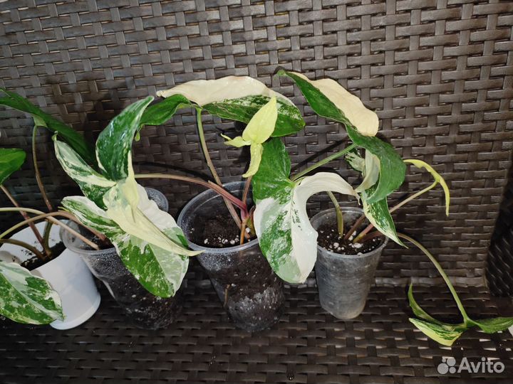 Сингониум панда, империал вайт, Венейшен