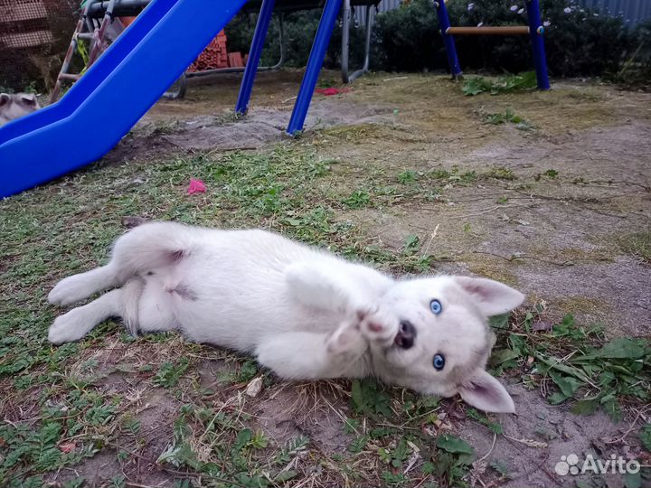 Щенки хаски