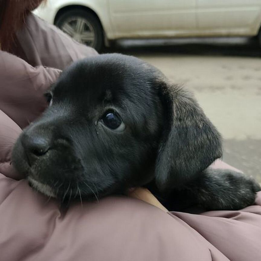 Щенки в добрые руки