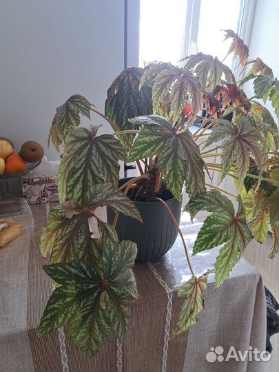 Бегония грифон