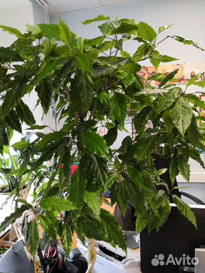 Роза комнатная