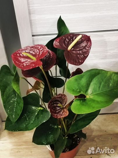 Антуриум Семпре