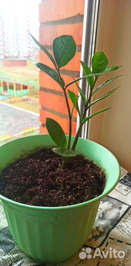 Замиокулькас долларовое дерево