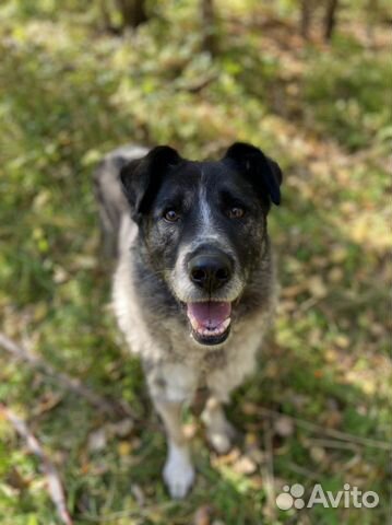 Собака в добрые руки приют Ильинка