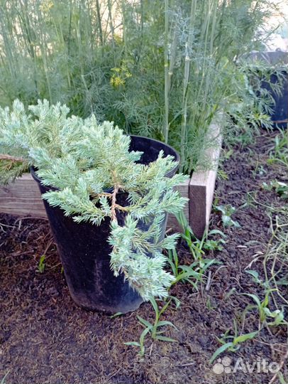 Саженцы можжевельника