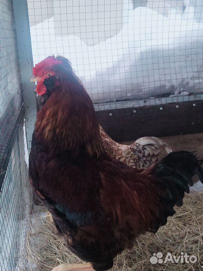 Молодые петухи