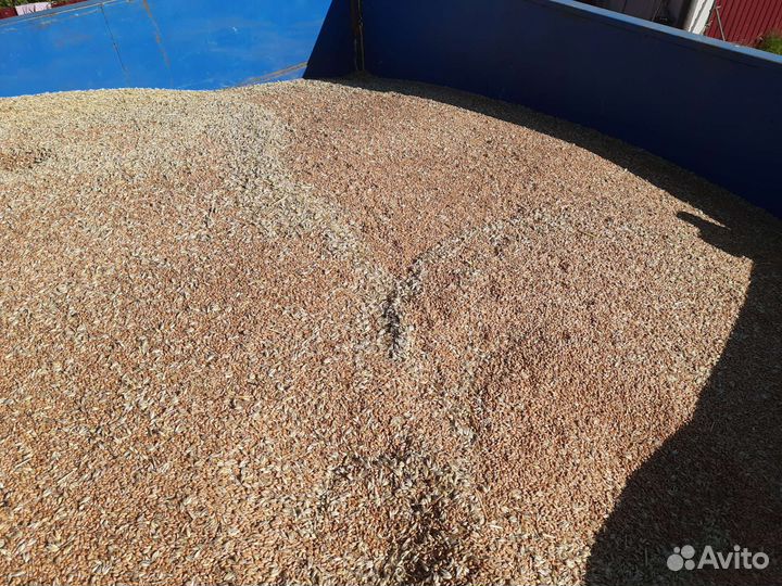 Пшеница яровая торридон 2023 новый урожай доставка