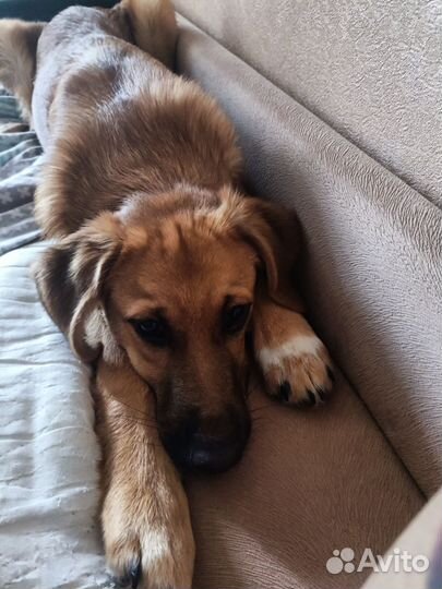 Пёсик ищет дом