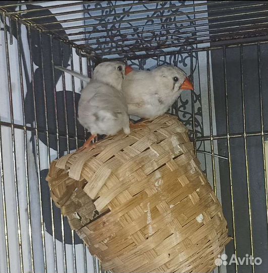 Зебровые амадины