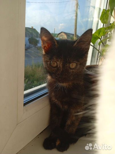 Кошка в дар