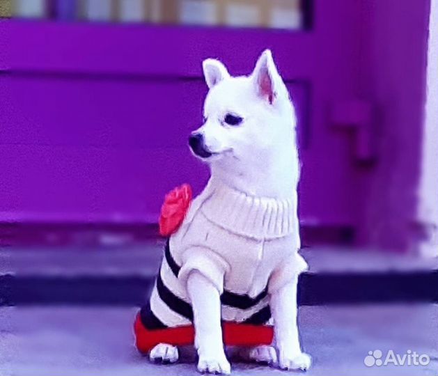 Одежда для маленьких собак бу