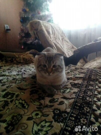 Британский веслоухий
