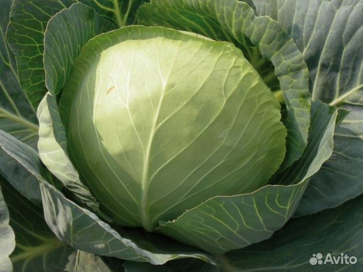 Семена капусты Шармант F1 (пак.2500шт)