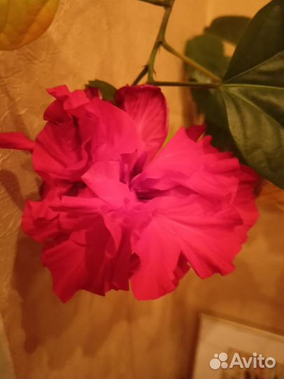 Гибискус китайская роза