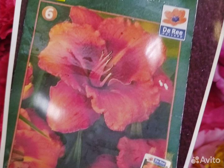 Лилейники сортовые