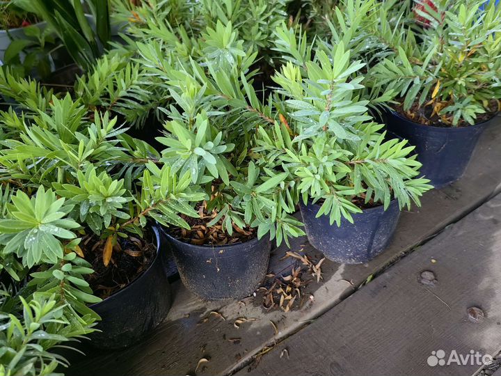 Каллистемон