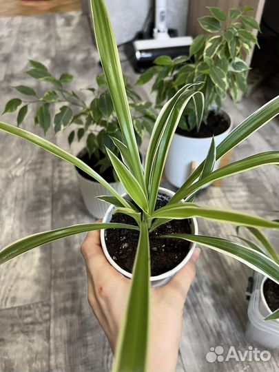 Хлорофитум