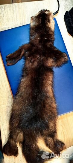 Шкура соболя натуральная