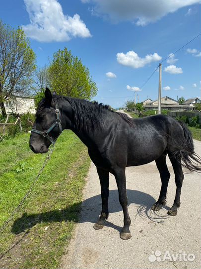 Карачаевский жеребец