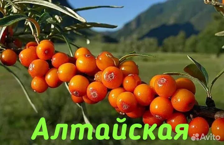 Облепиха