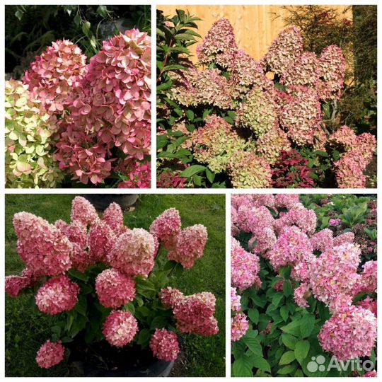 Гортензия метельчатая