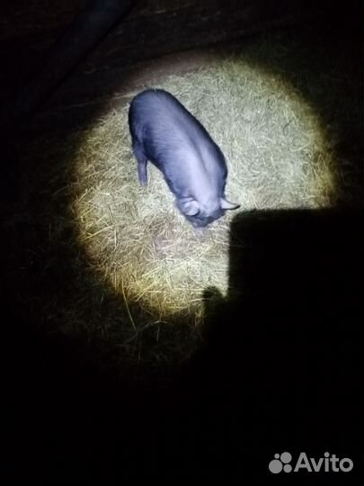 Вьетнамск вислобрюхий поросенок