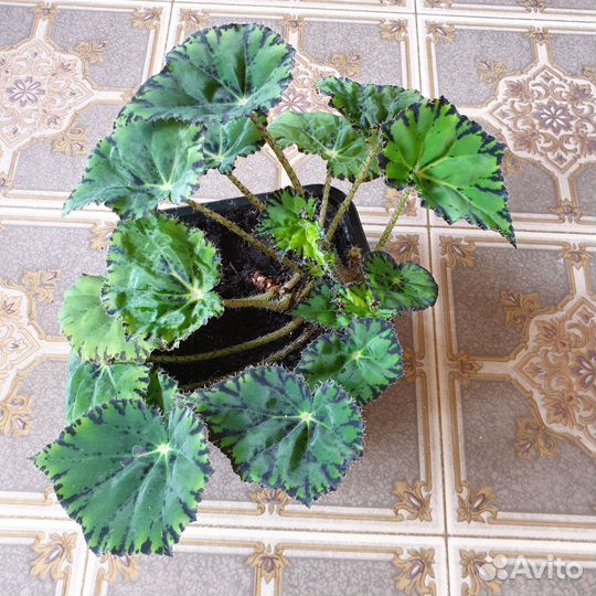 Бегония декоративнолистовая