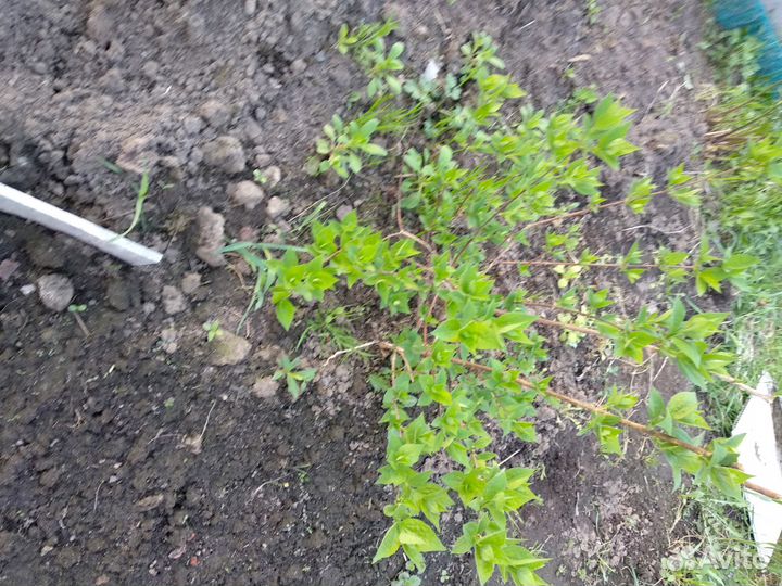 Саженец садового жасмина сорт Вирджинал