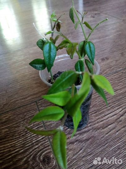 Цветы комнатные