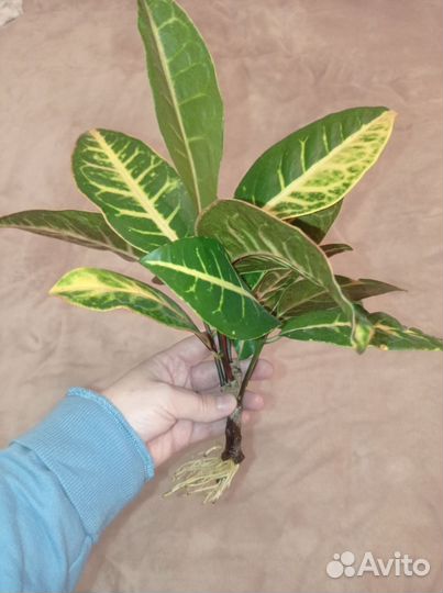 Кодиеум кротон