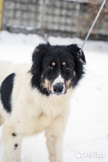 Благородный красавец хочет поделиться секретом