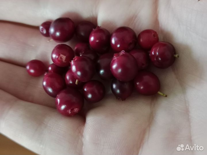 Брусника ягода свежая