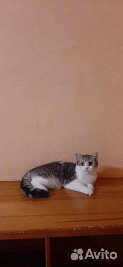 Британские котята