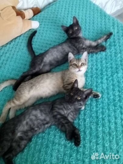 Котята в добрые руки
