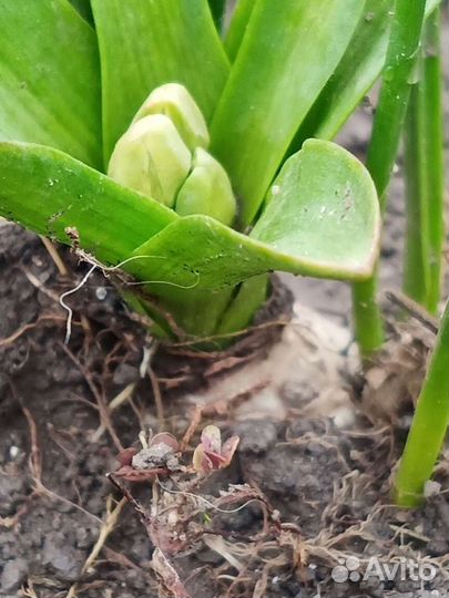 Гиацинты, нарциссы