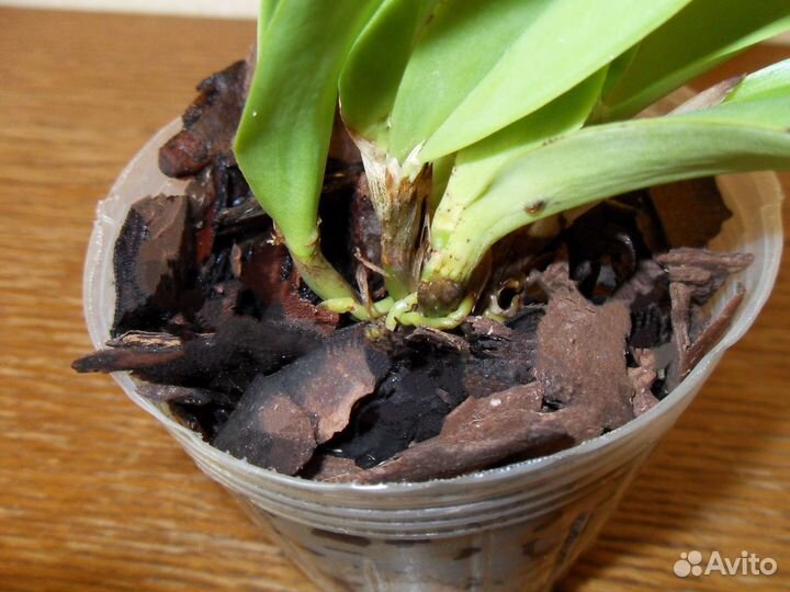 Каттлея Hknsa. Chien Ya Ocean 'TM'