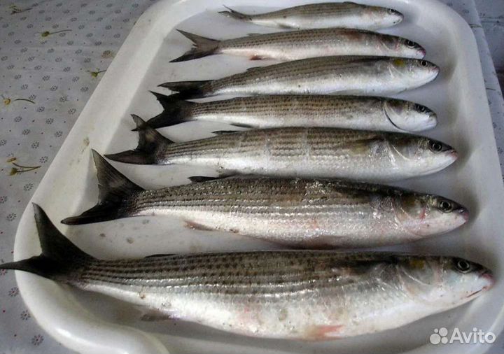 Кефаль рыба