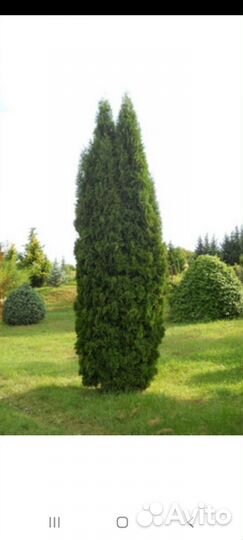Туя Колумна для живой изгороди