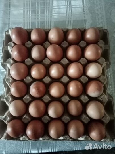 Домашние куриные яйца